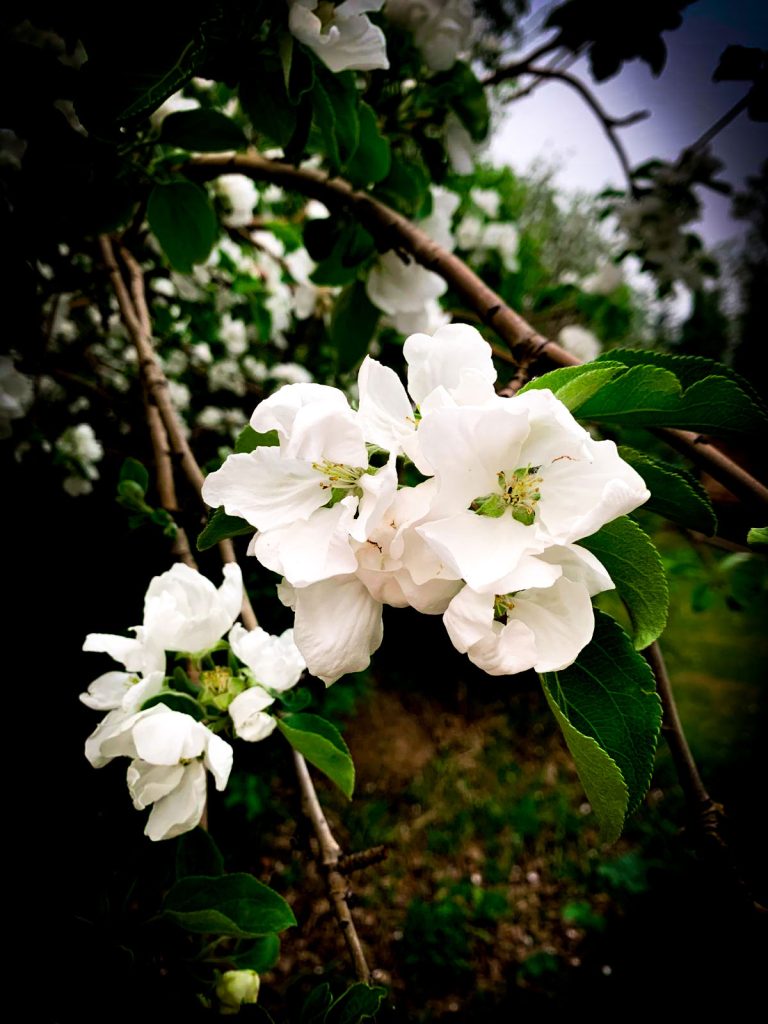 Flower Landscape Photography